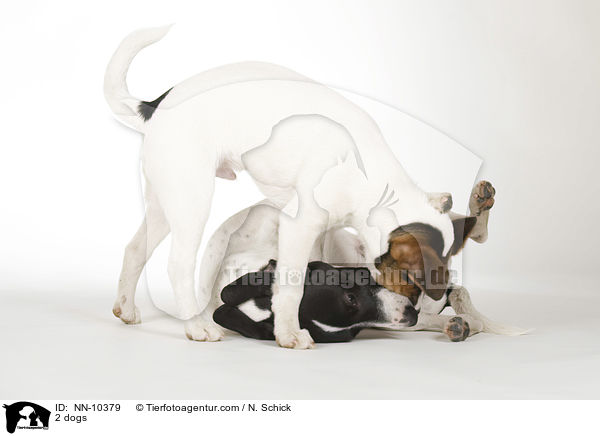 2 dogs / NN-10379