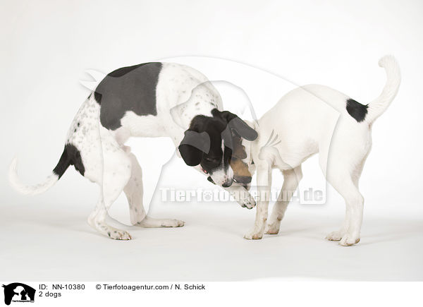 2 dogs / NN-10380