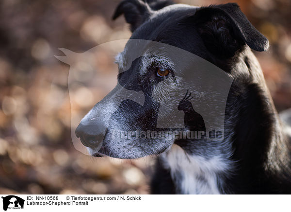 Labrador-Schferhund Portrait / Labrador-Shepherd Portrait / NN-10568
