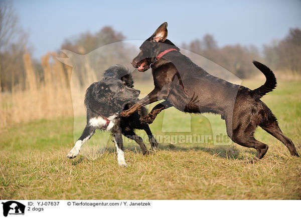 2 dogs / YJ-07637