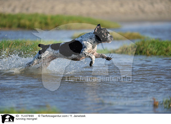 rennender Pointer-Mix / running mongrel / YJ-07890