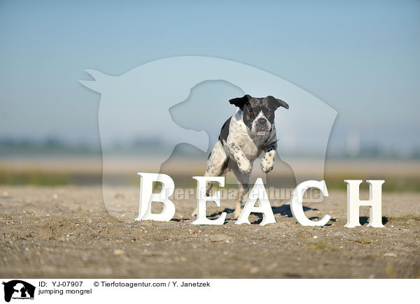 springender Pointer-Mix / jumping mongrel / YJ-07907