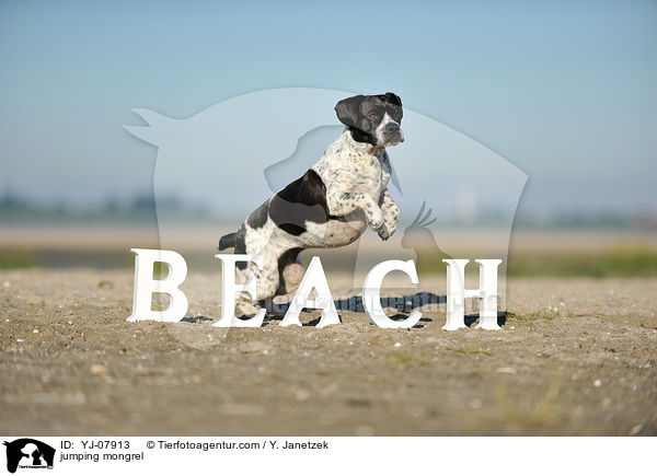 springender Pointer-Mix / jumping mongrel / YJ-07913