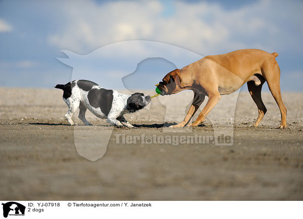 2 dogs / YJ-07918