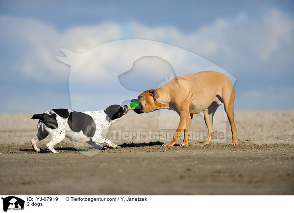 2 dogs / YJ-07919
