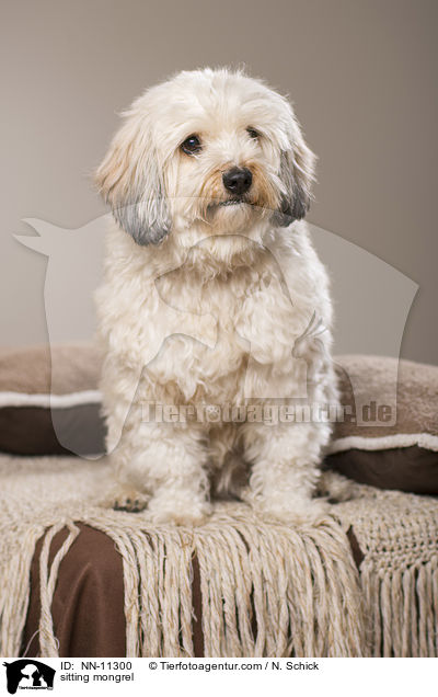 sitzender Tibet-Terrier-Griffon-Mix / sitting mongrel / NN-11300