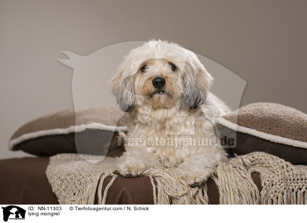 liegender Tibet-Terrier-Griffon-Mix / lying mongrel / NN-11303