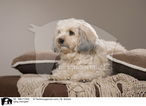 liegender Tibet-Terrier-Griffon-Mix / lying mongrel / NN-11304