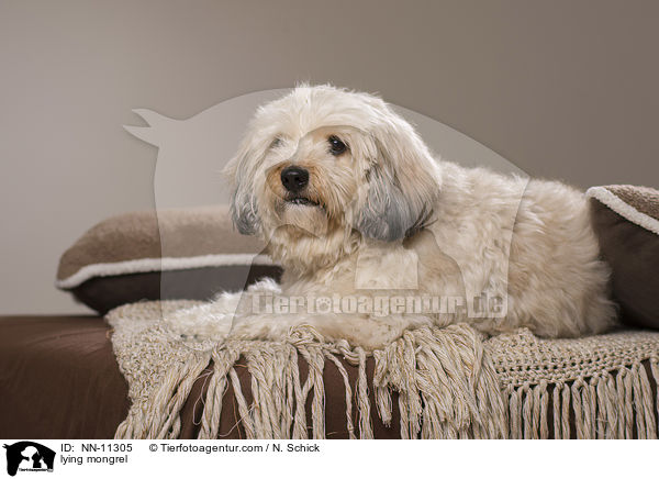 liegender Tibet-Terrier-Griffon-Mix / lying mongrel / NN-11305