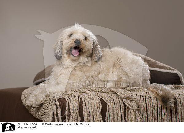 liegender Tibet-Terrier-Griffon-Mix / lying mongrel / NN-11306