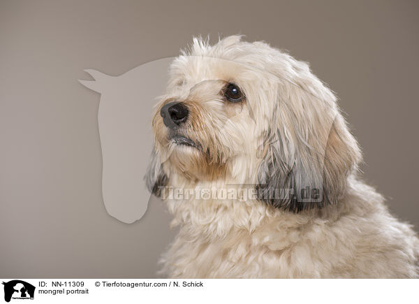 Tibet-Terrier-Griffon-Mix Portrait / mongrel portrait / NN-11309