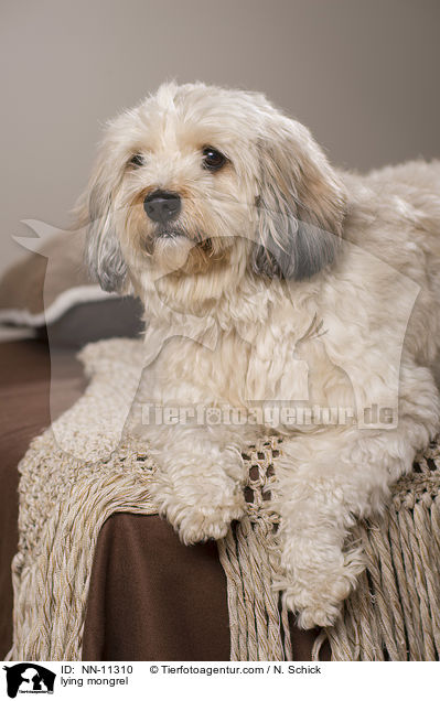 liegender Tibet-Terrier-Griffon-Mix / lying mongrel / NN-11310