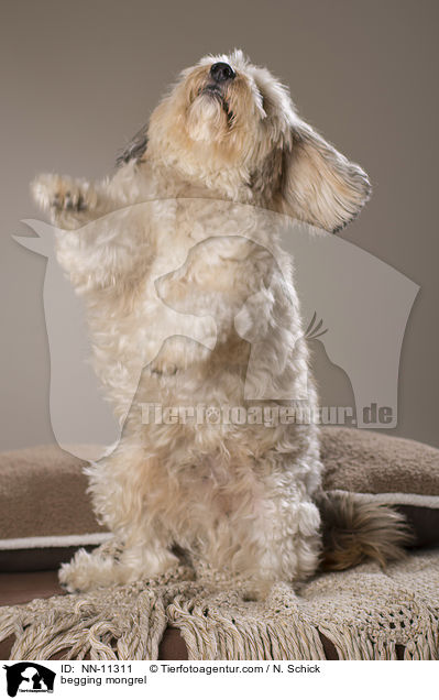 Tibet-Terrier-Griffon-Mix macht Mnnchen / begging mongrel / NN-11311