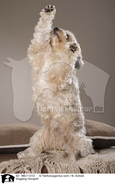 Tibet-Terrier-Griffon-Mix macht Mnnchen / begging mongrel / NN-11312