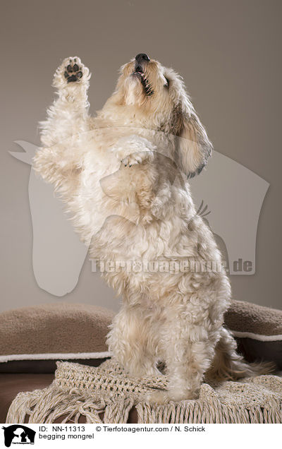 Tibet-Terrier-Griffon-Mix macht Mnnchen / begging mongrel / NN-11313