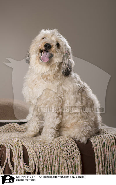 sitzender Tibet-Terrier-Griffon-Mix / sitting mongrel / NN-11317