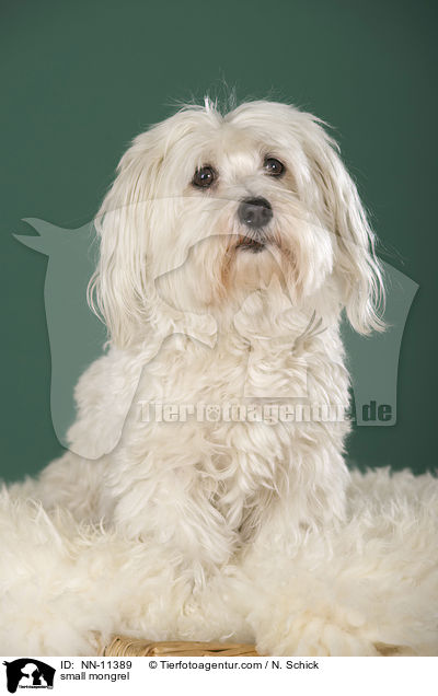 kleiner Mischling / small mongrel / NN-11389