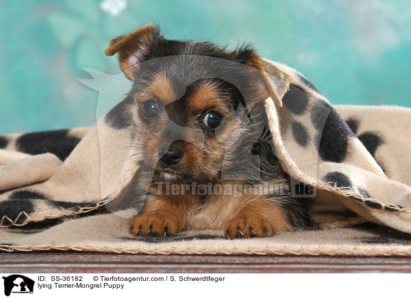 lying Terrier-Mongrel Puppy / SS-36182