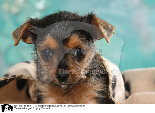 Terrier-Mongrel Puppy Portrait / SS-36184