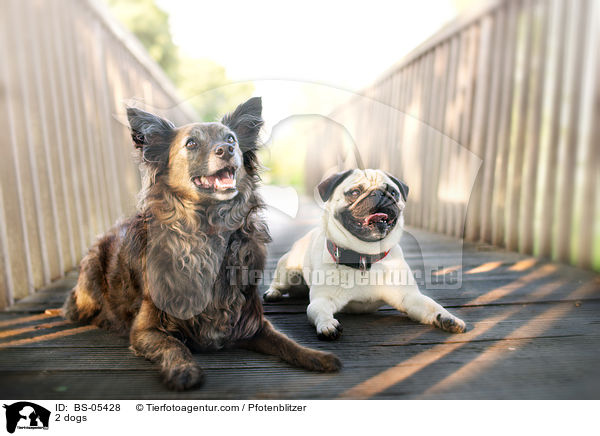 2 Hunde / 2 dogs / BS-05428