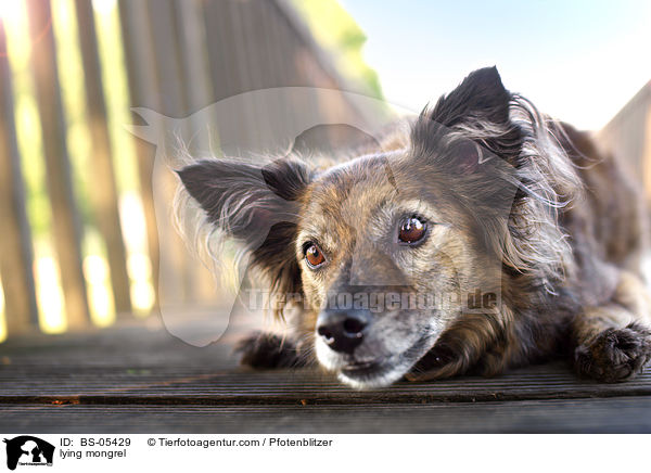 liegender Mischling / lying mongrel / BS-05429