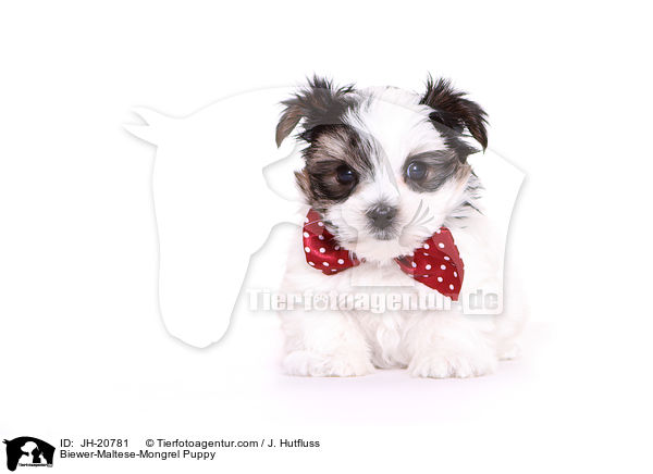 Biewer-Maltese-Mongrel Puppy / JH-20781
