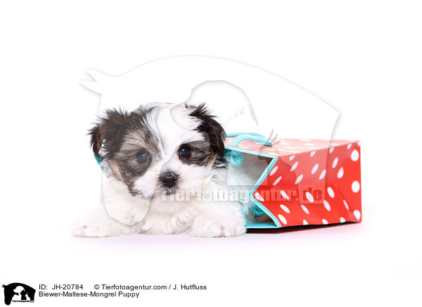 Biewer-Maltese-Mongrel Puppy / JH-20784