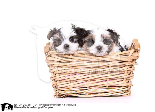 Biewer-Maltese-Mongrel Puppies / JH-20785