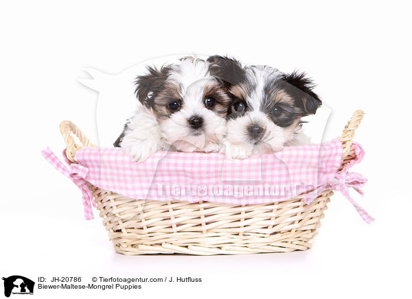 Biewer-Maltese-Mongrel Puppies / JH-20786
