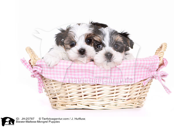 Biewer-Maltese-Mongrel Puppies / JH-20787