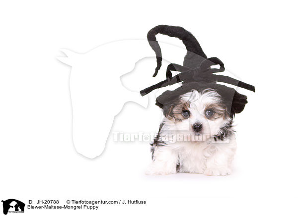 Biewer-Malteser-Mix Welpe / Biewer-Maltese-Mongrel Puppy / JH-20788