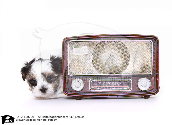 Biewer-Maltese-Mongrel Puppy / JH-20789