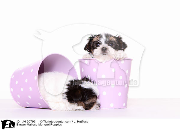 Biewer-Maltese-Mongrel Puppies / JH-20793