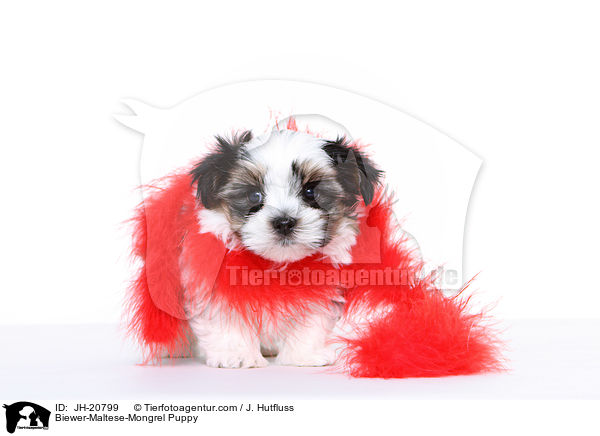 Biewer-Maltese-Mongrel Puppy / JH-20799