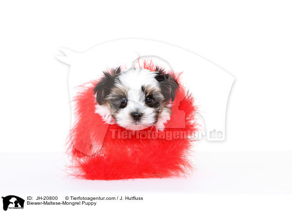 Biewer-Maltese-Mongrel Puppy / JH-20800
