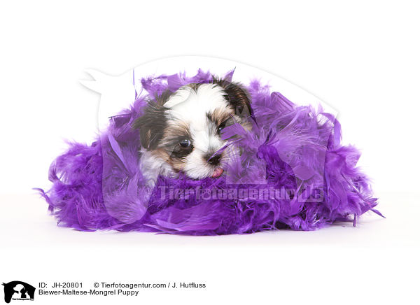 Biewer-Maltese-Mongrel Puppy / JH-20801