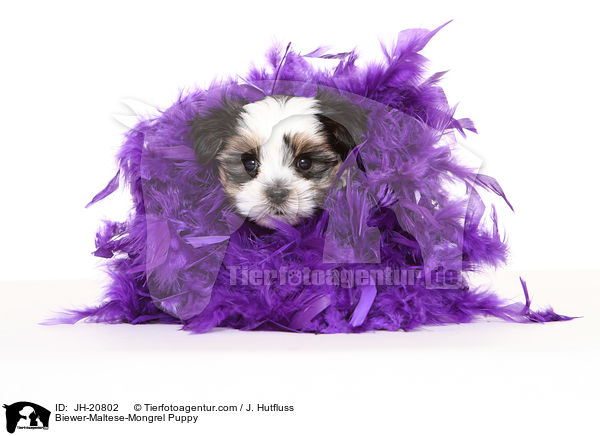 Biewer-Maltese-Mongrel Puppy / JH-20802