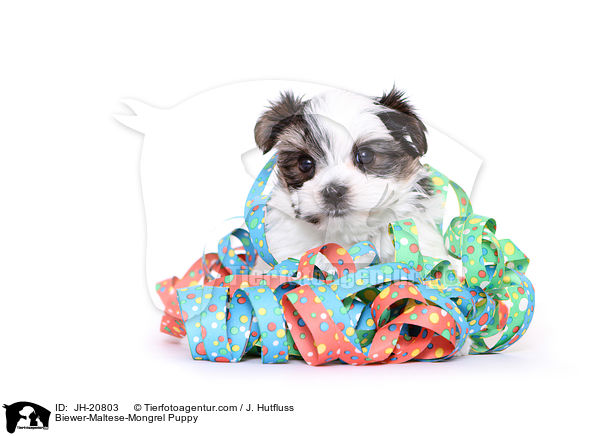 Biewer-Maltese-Mongrel Puppy / JH-20803