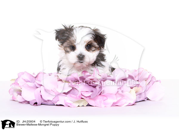 Biewer-Maltese-Mongrel Puppy / JH-20804
