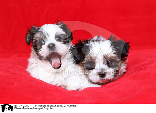Biewer-Malteser-Mix Welpen / Biewer-Maltese-Mongrel Puppies / JH-20807