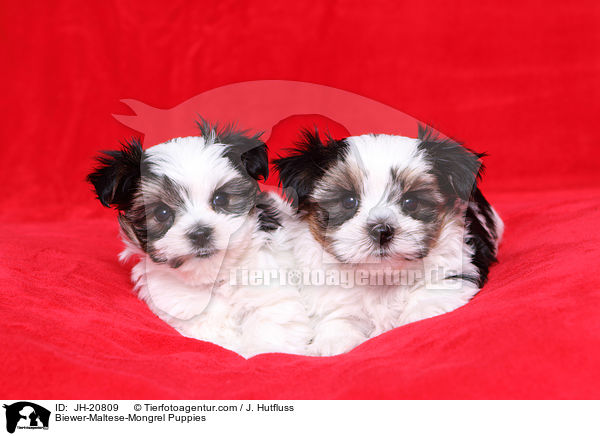 Biewer-Malteser-Mix Welpen / Biewer-Maltese-Mongrel Puppies / JH-20809