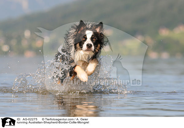 rennender Australian-Shepherd-Border-Collie-Mix / running Australian-Shepherd-Border-Collie-Mongrel / AG-02275