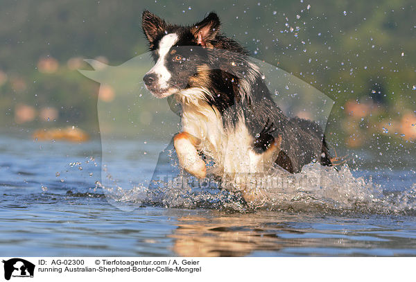 running Australian-Shepherd-Border-Collie-Mongrel / AG-02300