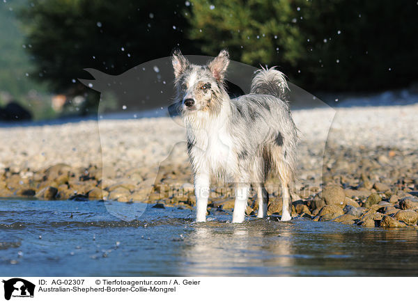 Australian-Shepherd-Border-Collie-Mix / Australian-Shepherd-Border-Collie-Mongrel / AG-02307