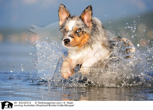 running Australian-Shepherd-Border-Collie-Mongrel / AG-02312