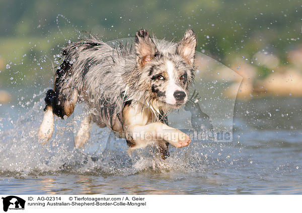 running Australian-Shepherd-Border-Collie-Mongrel / AG-02314