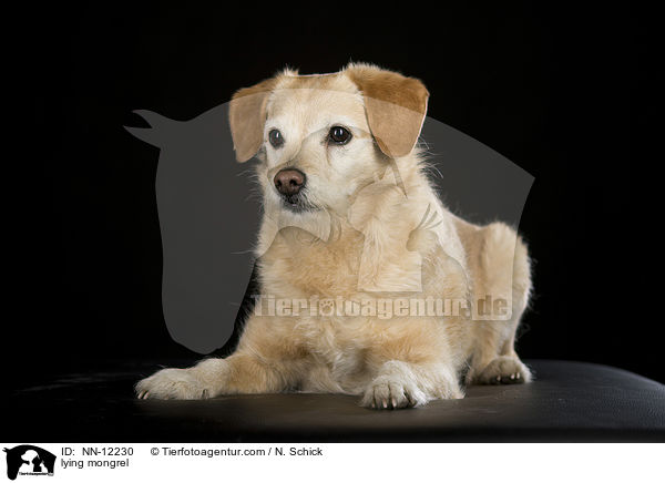 liegender Mischling / lying mongrel / NN-12230