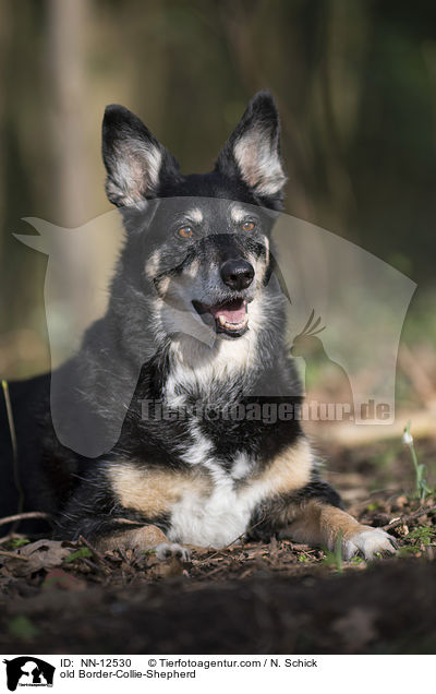alter Border-Collie-Schferhund / old Border-Collie-Shepherd / NN-12530