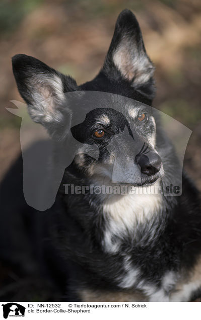 alter Border-Collie-Schferhund / old Border-Collie-Shepherd / NN-12532