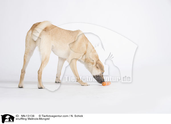 schnuppernder Malinois-Mix / snuffling Malinois-Mongrel / NN-13138